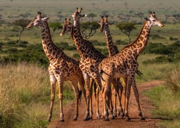 Scientists Finally Figured Out Why Giraffes Look Like That