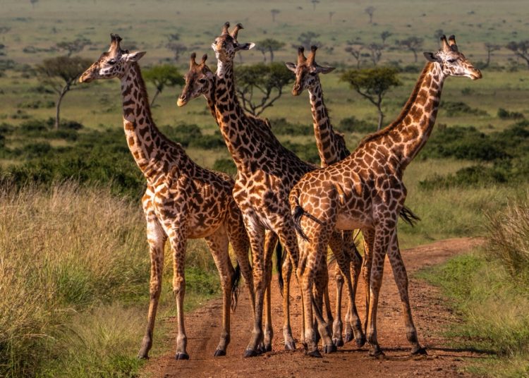 Scientists Finally Figured Out Why Giraffes Look Like That