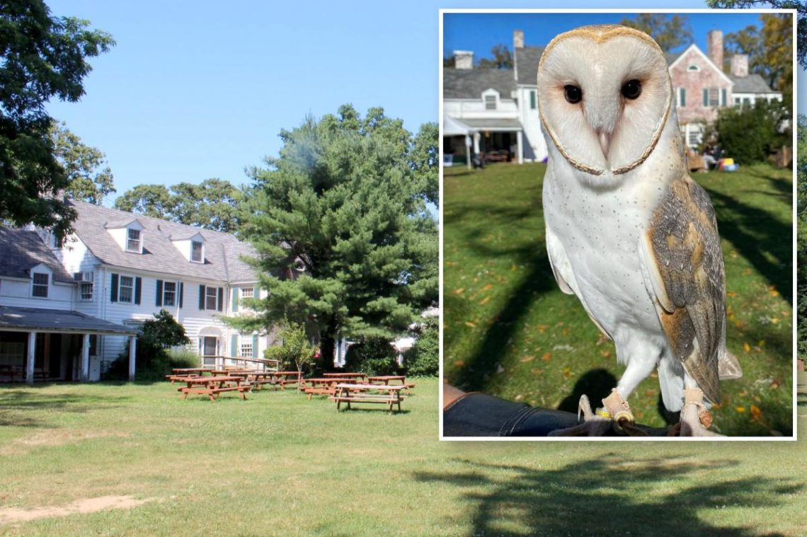 Search continues for popular Long Island barn owl who flew the coop: ‘Keep eyes and ears open’