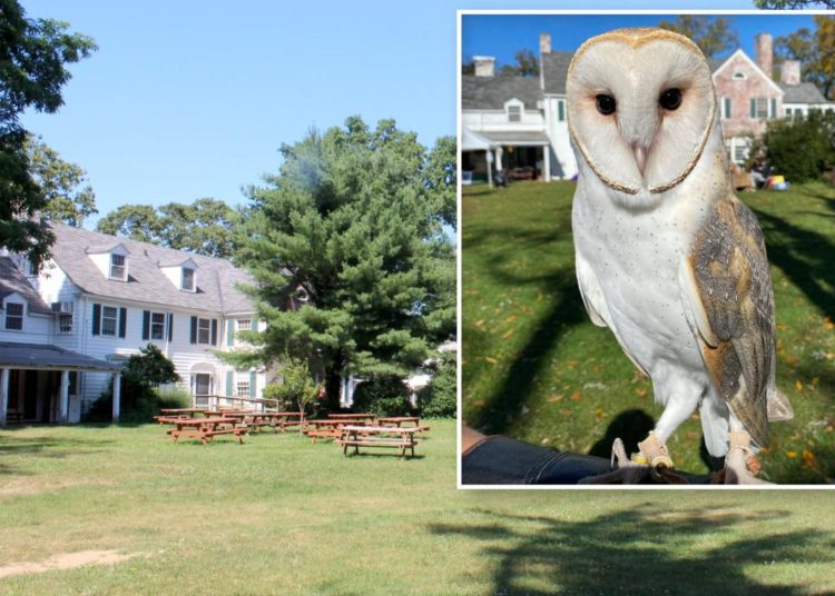 Search continues for popular Long Island barn owl who flew the coop: ‘Keep eyes and ears open’