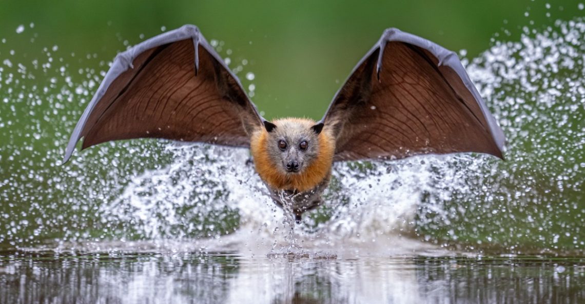 Seeing the World Up Close