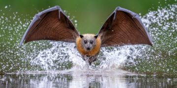 Seeing the World Up Close