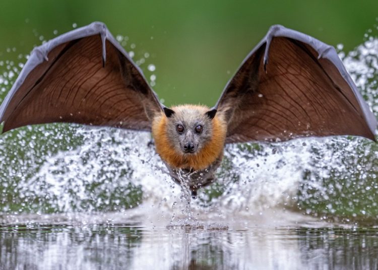 Seeing the World Up Close