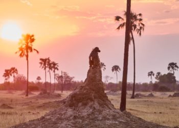 So schwächen die EU-Staaten das Klimaziel 2040 ab