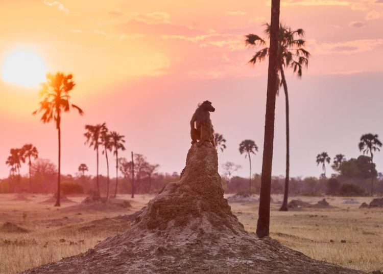 So schwächen die EU-Staaten das Klimaziel 2040 ab
