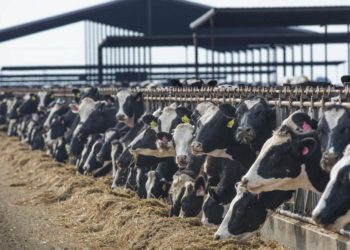 State agriculture dept. is hiding bird flu information, legal aid group alleges in lawsuit