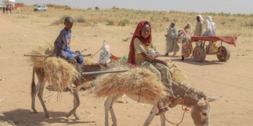 Sudan Is in Free Fall