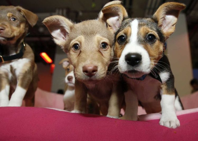 The Associated Press is getting obliterated online for shaming pet owners over climate change