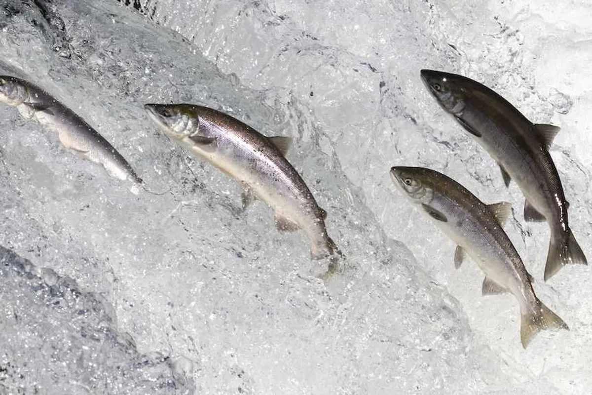 The poisoned stream of culture is flowing through our churches