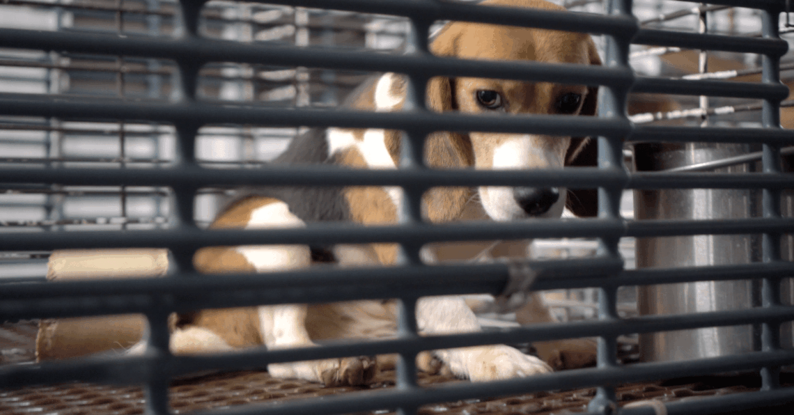 The secretive dog experimentation industry is crumbling