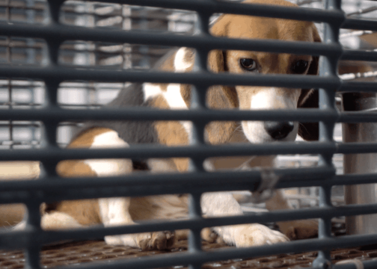 The secretive dog experimentation industry is crumbling