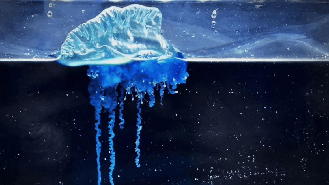 There’s a New Portuguese Man O’ War Species Named After a Samurai Warrior
