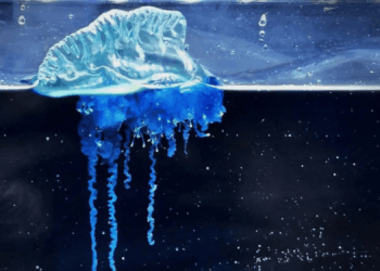 There’s a New Portuguese Man O’ War Species Named After a Samurai Warrior