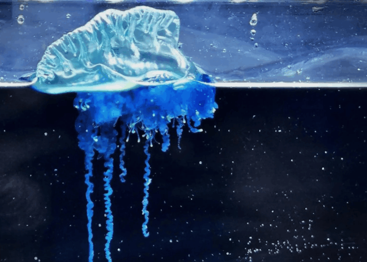 There’s a New Portuguese Man O’ War Species Named After a Samurai Warrior