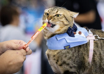 These Cats Do It for Glory, Not Salmon. (No, It’s the Salmon.)