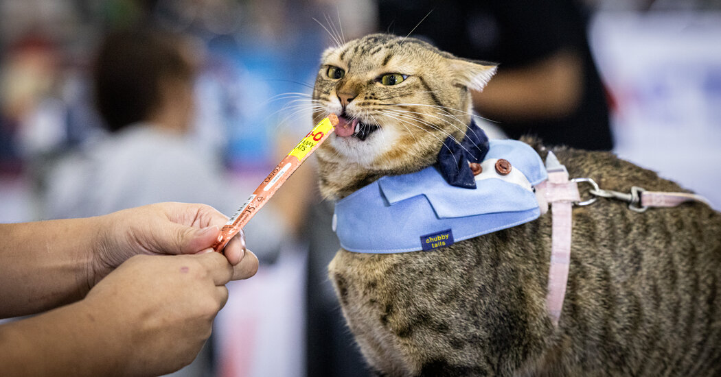 These Cats Do It for Glory, Not Salmon. (No, It’s the Salmon.)