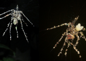 These Tiny Spiders Build Giant ‘Puppet’ Decoys From Disembodied Prey