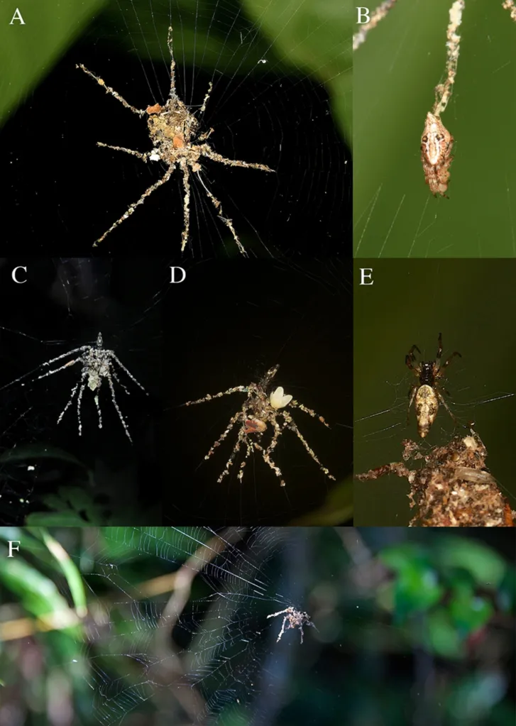 These Tiny Spiders Build Giant ‘Puppet’ Decoys Out of Dead Bugs