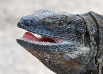This Is What a Vindicated Iguana Looks Like