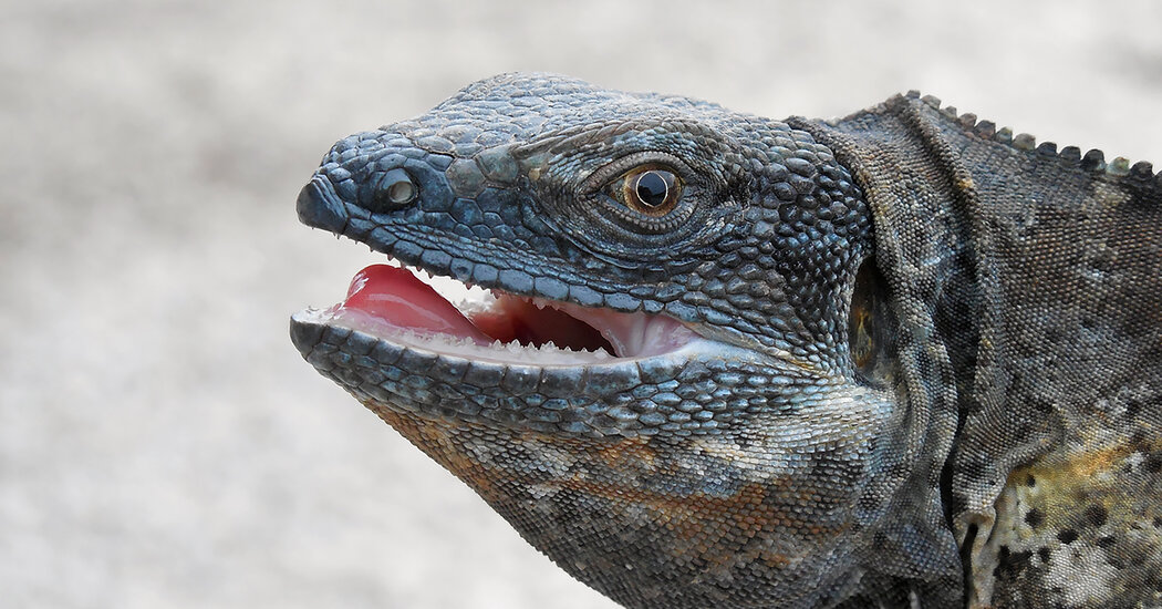 This Is What a Vindicated Iguana Looks Like