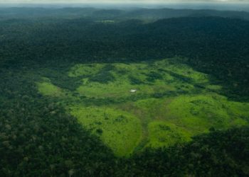 UK won’t give taxpayer cash to  COP30 forests fund