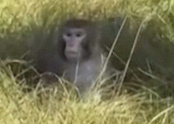 U.S. Woman Shot and Killed an Escaped Lab Monkey to ‘Protect Her Children’