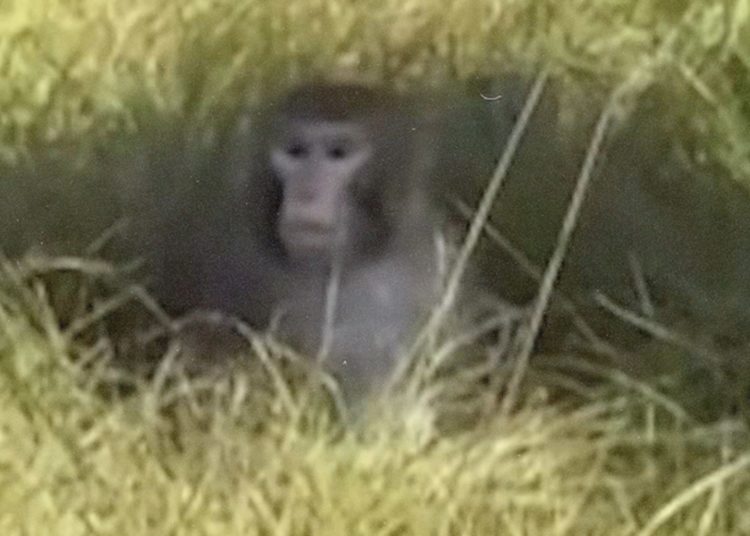 U.S. Woman Shot and Killed an Escaped Lab Monkey to ‘Protect Her Children’