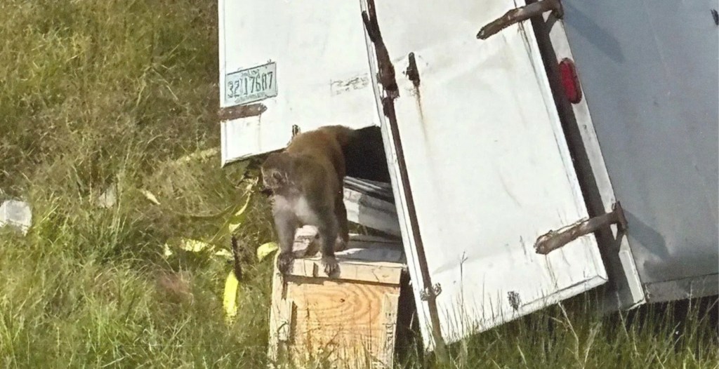 ‘Aggressive’ Lab Monkeys Escaped From a Truck Crash—Are They Actually Diseased?
