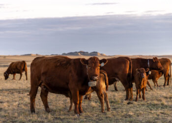 The tech fix that can clear the Western range of its barbed wire