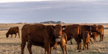 The tech fix that can clear the Western range of its barbed wire