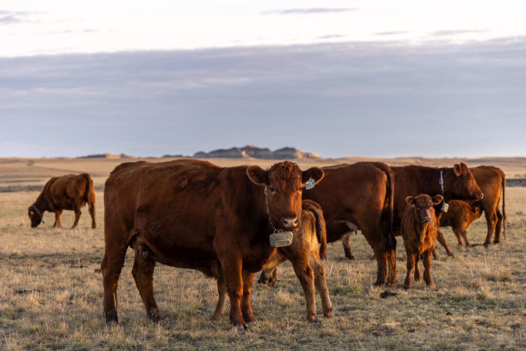 The tech fix that can clear the Western range of its barbed wire