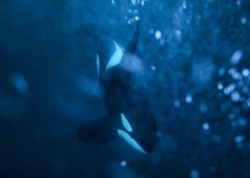 Videos show orcas hunting great white sharks, eating their livers