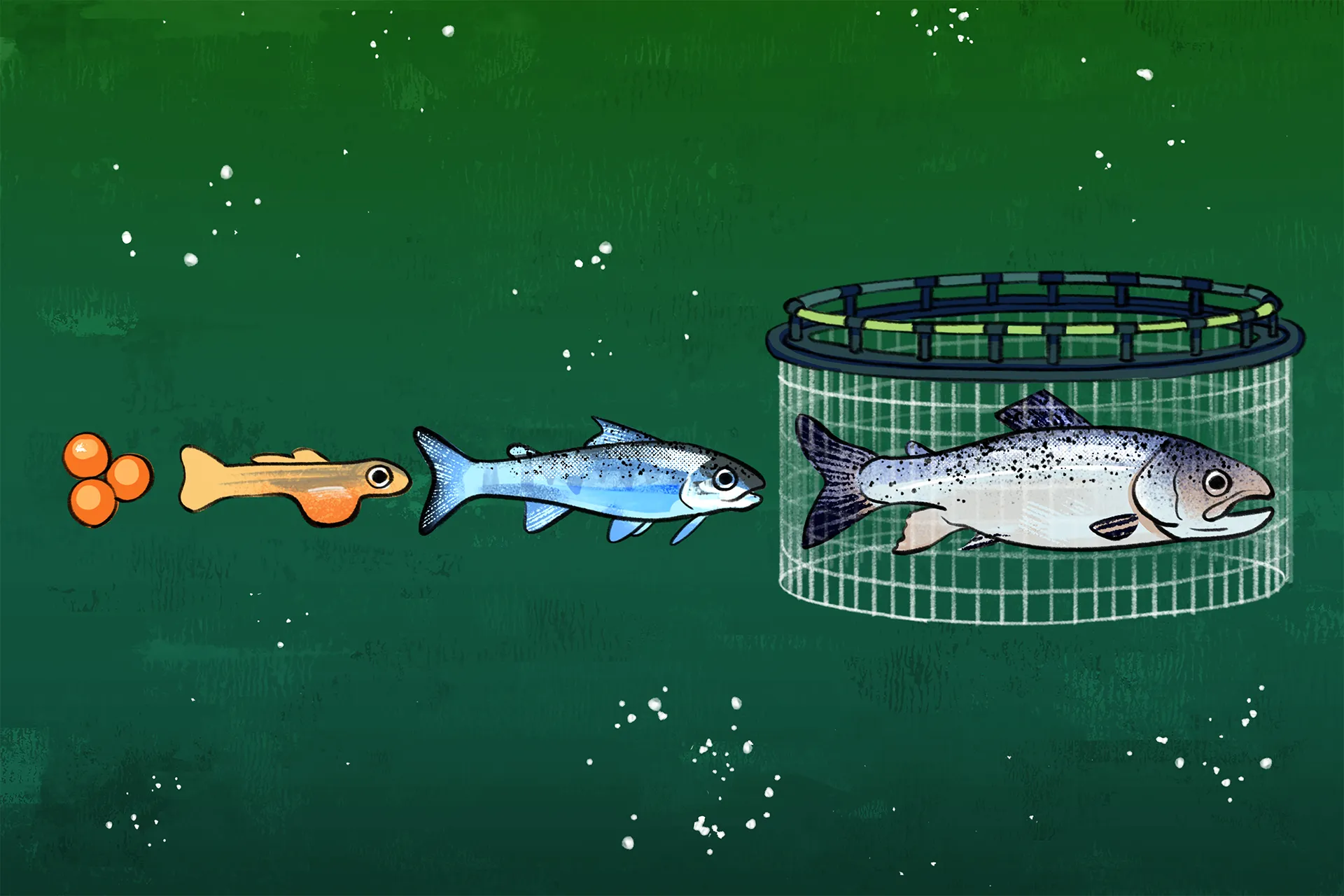 An illustration of a salmon in four life stages under green ocean water. In the final stage, it’s tightly caged