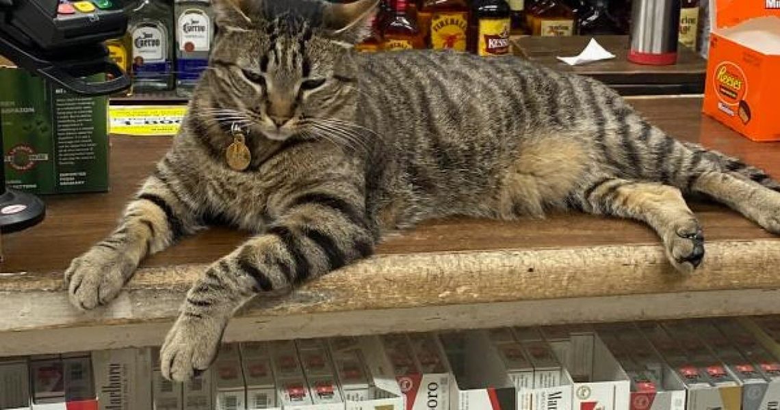 Waymo killed KitKat. California neighborhood mourns a corner-store cat