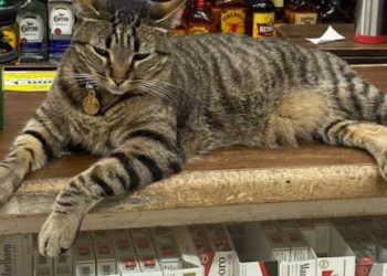 Waymo killed KitKat. California neighborhood mourns a corner-store cat