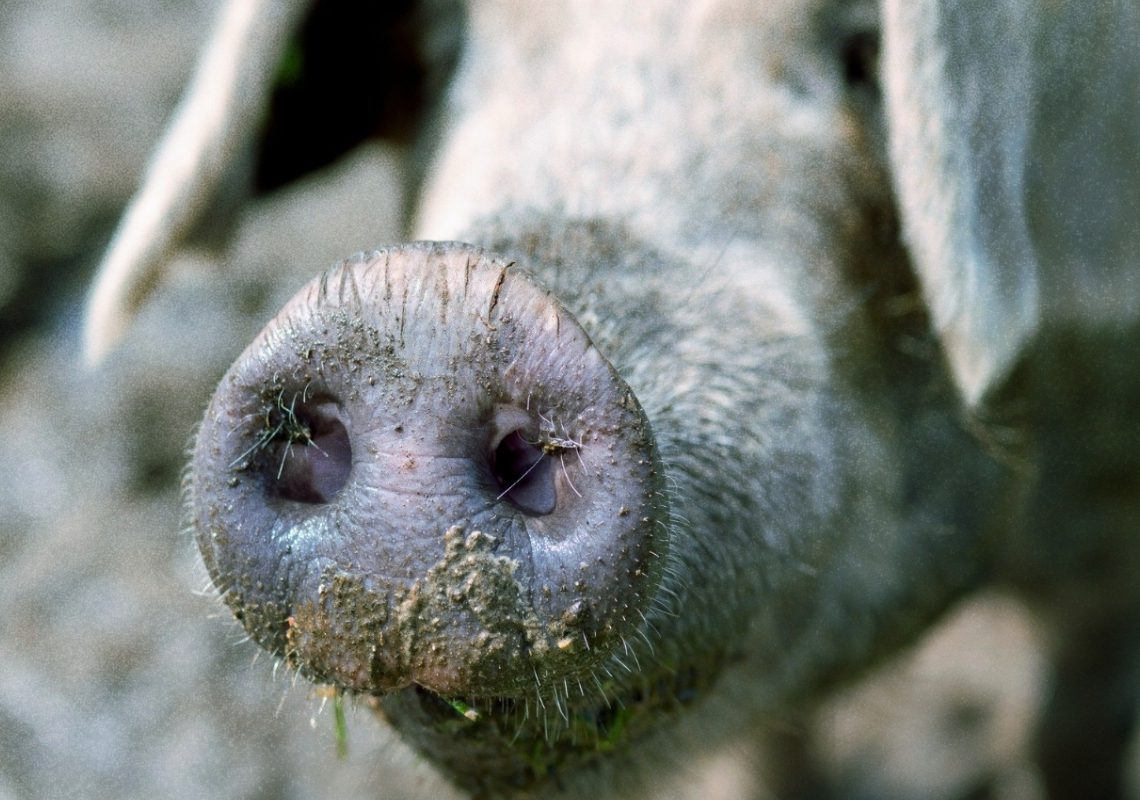 We May Soon Be Able to Eat Bacon Without Killing Pigs