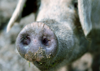 We May Soon Be Able to Eat Bacon Without Killing Pigs