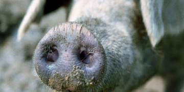 We May Soon Be Able to Eat Bacon Without Killing Pigs