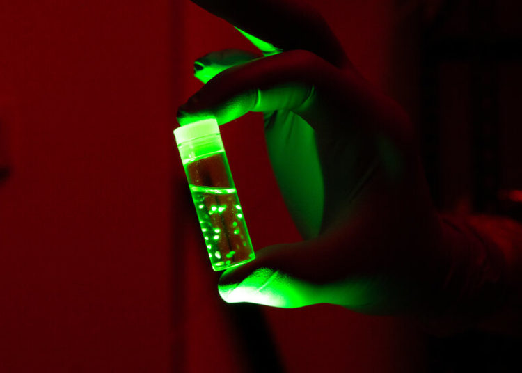 What We Can Learn From Brain Organoids