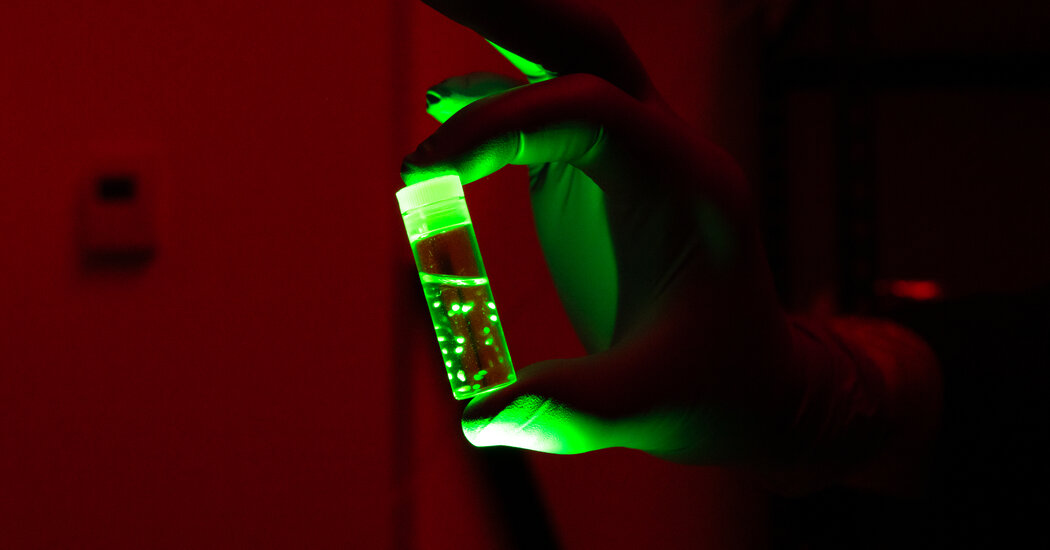 What We Can Learn From Brain Organoids