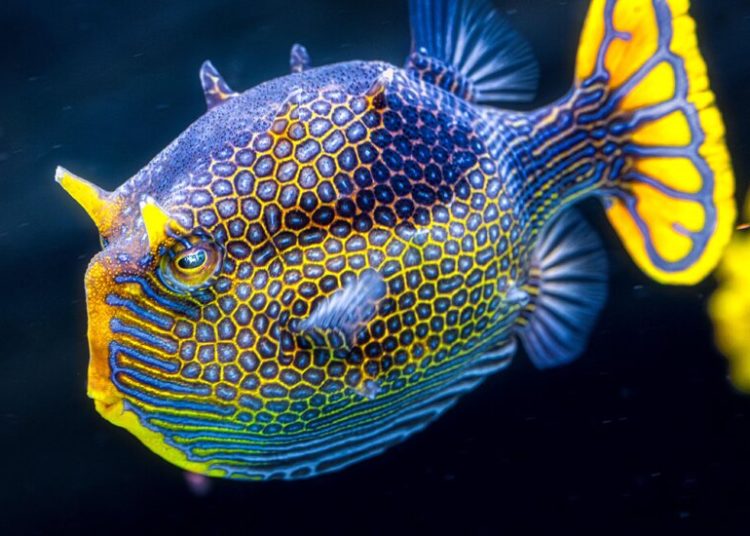 Where You See a Fancy Fish, Engineers See Alan Turing’s Math