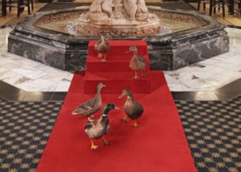 These ducks are local celebrities and walk the red carpet daily