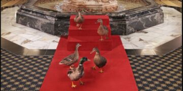 These ducks are local celebrities and walk the red carpet daily