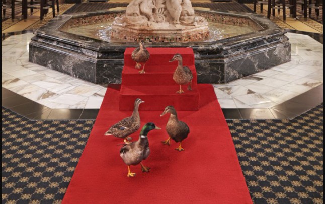 These ducks are local celebrities and walk the red carpet daily