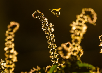 Bumblebees Can Now Understand Morse Code