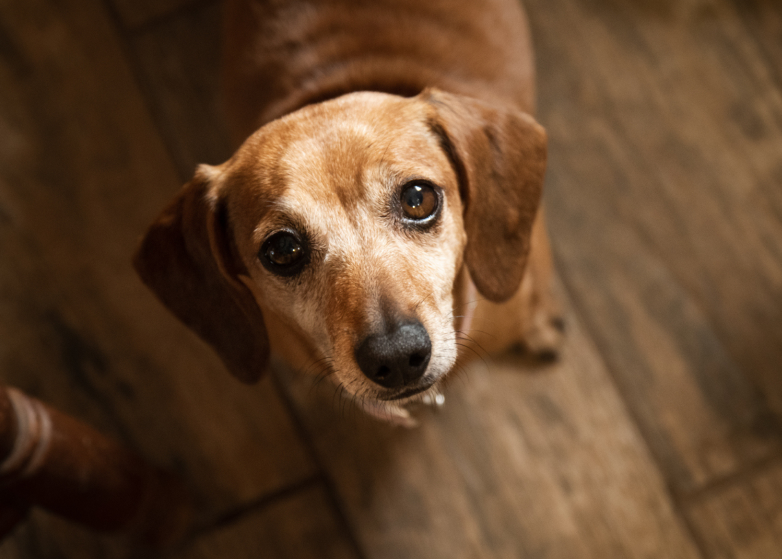 Dog Accidentally Shoots Man, Which Happens More Often Than You’d Think