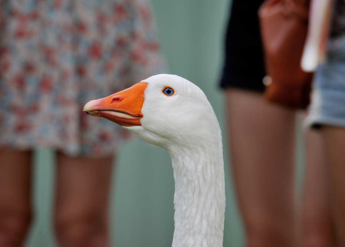 Archaeologists Found a 12,000-Year-Old Figurine of a Woman Hooking Up With a Goose