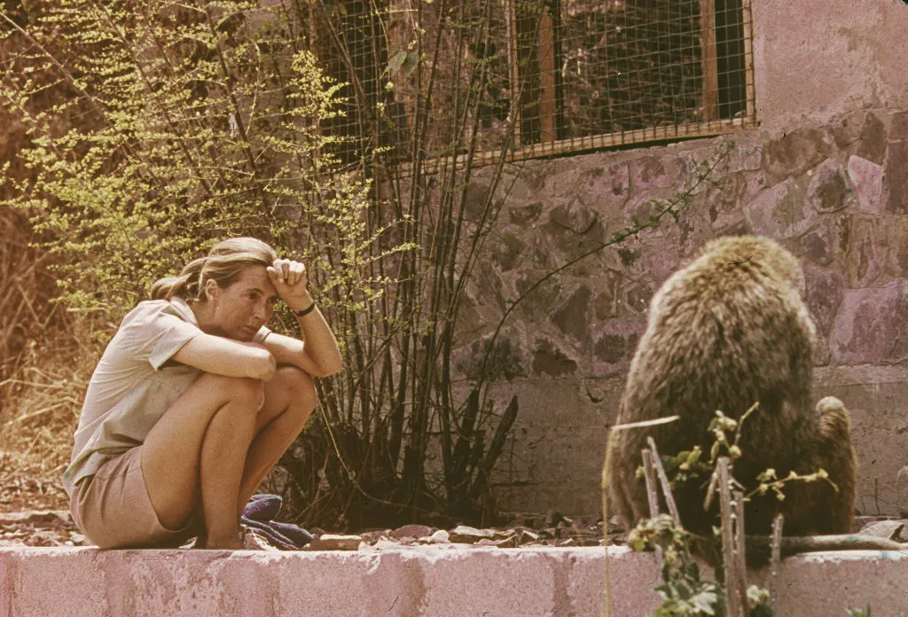 British ethologist Jane Goodall sits outdoors and studies an African baboon in 1974.