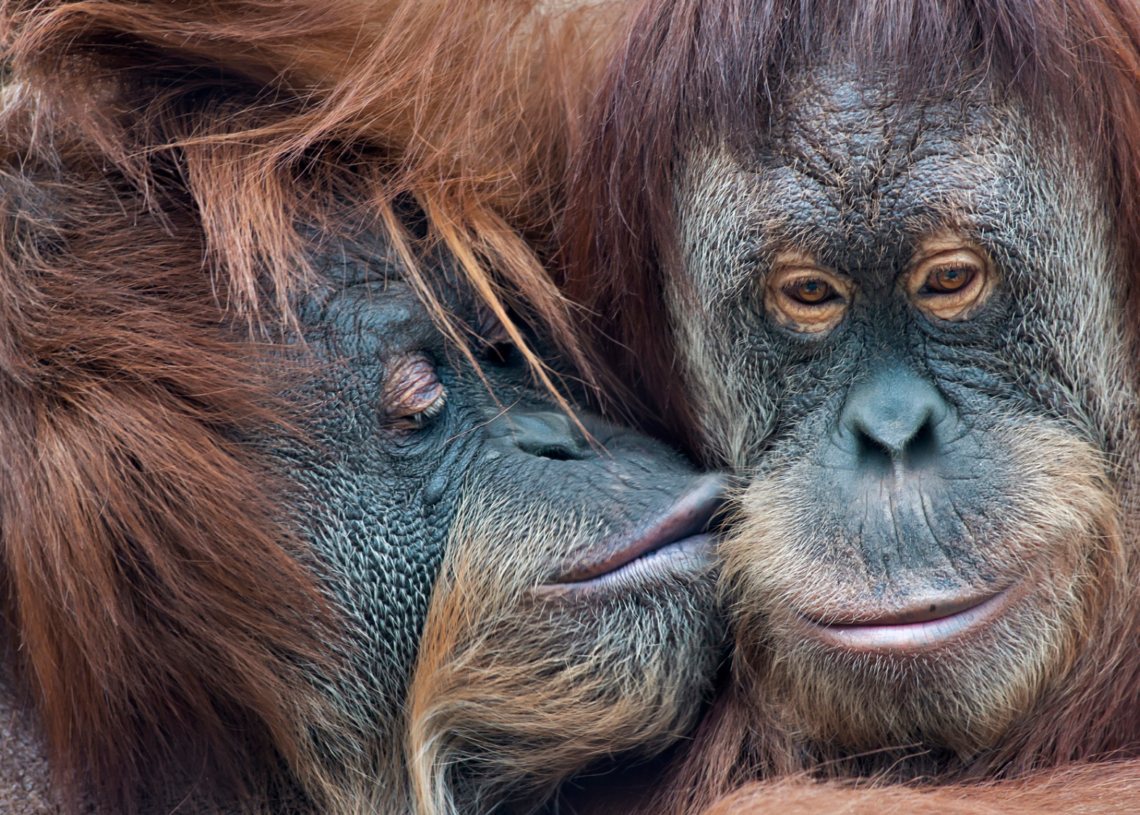 Ancient Apes May Have Invented Kissing