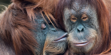 Ancient Apes May Have Invented Kissing